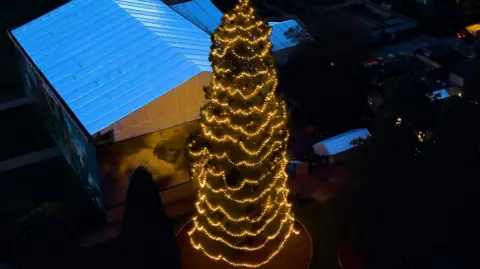 Wakehurst Christmas tree