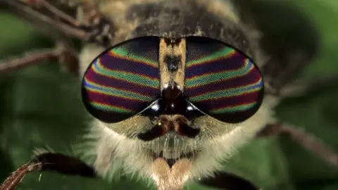 Science Photo Library Horsefly