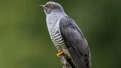 Getty Images Cuckoo