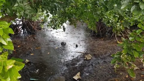 Sunil Mokshanand Mangroves that are vital for marine ecosystems are also contaminated by the oil spill