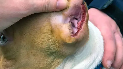 RSPCA Clipped ear on a puppy