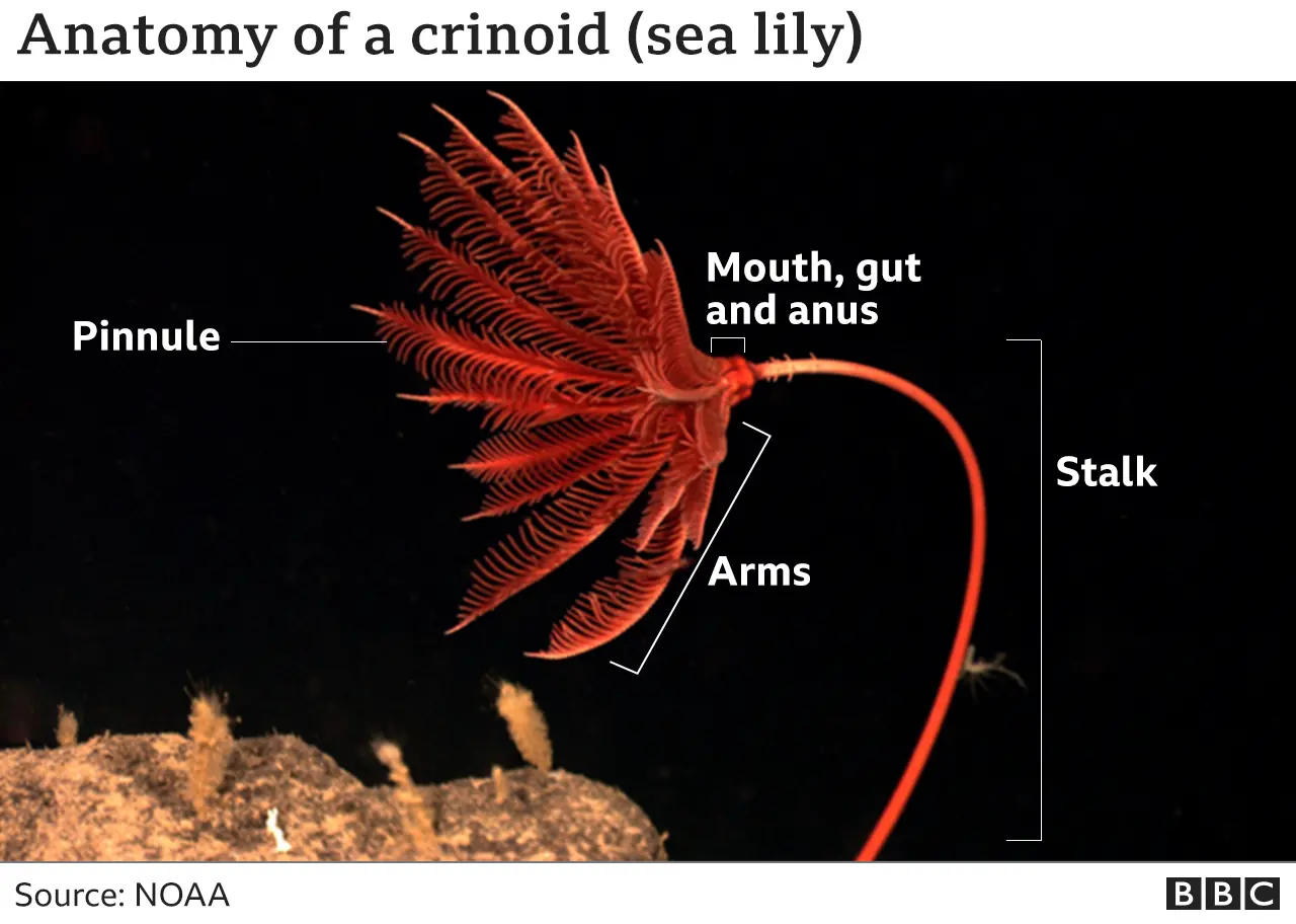 BBC Crinoid