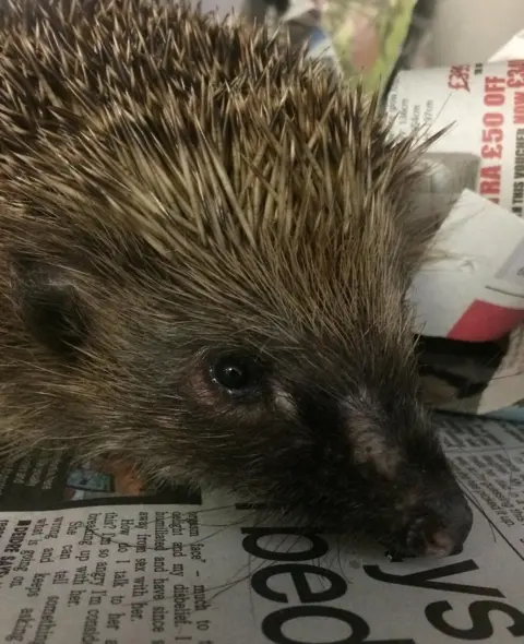 Brinsley Animal Rescue Hedgehog