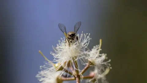 FAO/Zinyange Auntony bee