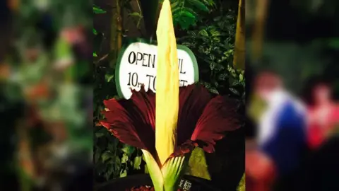 CUBG Titan Arum in 2015