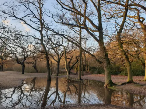 Caroline Jones Bare trees reflected in water