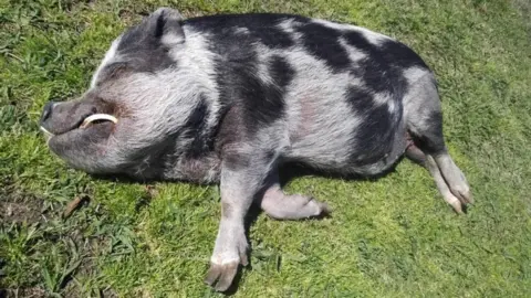 Alison Castillo Wilbur the pig