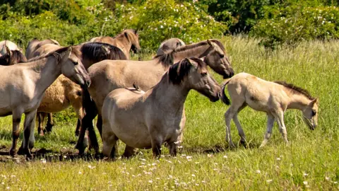 Konik ponies at Wicken Fen