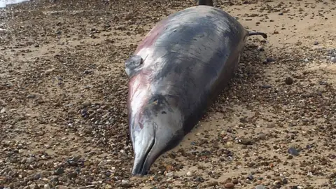 Kevin Coote Body of a Sowerby's beaked whale on Lowestoft beach