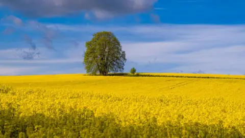 Getty Images Lone tree in rape field