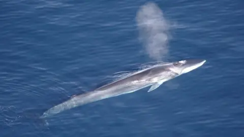 Getty Images Fin whale