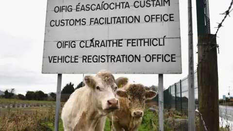 Getty Images Cows in N Ireland under a sign saying "customs facilitation office"