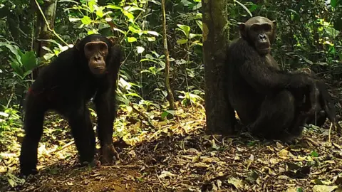 ZSL/MINFOF Chimpanzees on the Dja reserve