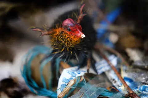 Victoria Jones / PA Media A coot chick stands in a nest made of plastic litter on the River Thames, near Canary Wharf in London, on 4 July 2021
