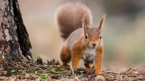 Getty Images Red squirrel