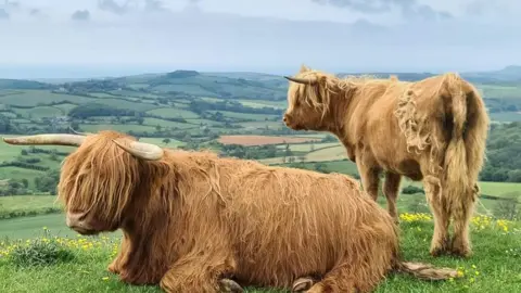 Redlands Coppice Farm Highland cows