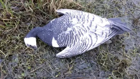 RSPB Scotland Dead bird