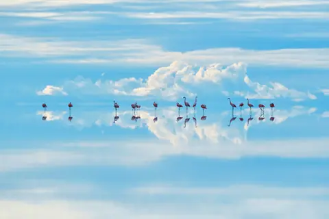 Junji Takasago/WPY Chilean flamingos