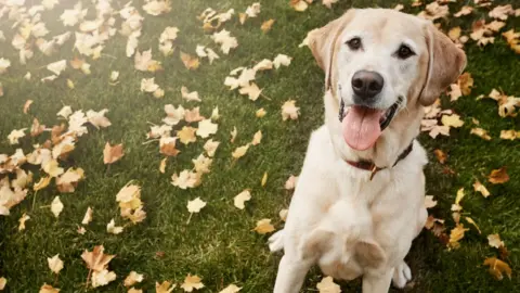 Getty Images A golden retriever