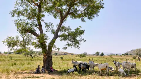 AFP Cattle in the shade of a tree in Nigeria