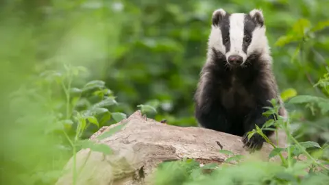 Getty Images badger peeping out from behind a rock