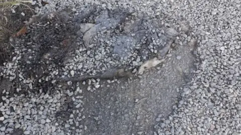 Melvyn Dorman Dead badger was covered in tar and gravel