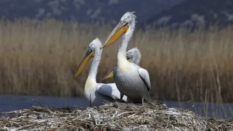 A Vizi Dalmatian pelican