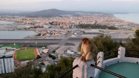 Reuters A monkey on the Rock of Gibraltar