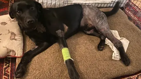 Mark Harding Oban the dog