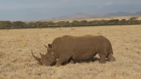 Patrick Bigger Rhino (c) Patrick Bigger