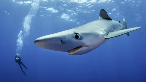 Getty Images A blue shark close up underwater with a human diver far in the background