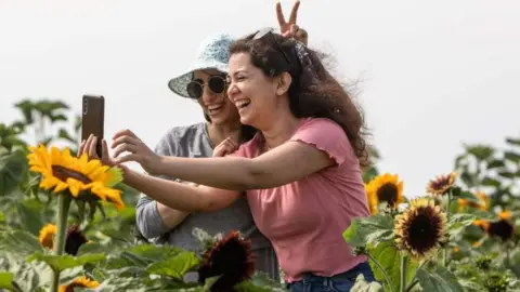 Rhossili Sunflowers Women taking a selfie with sunflowers at Rhossili Sunflowers