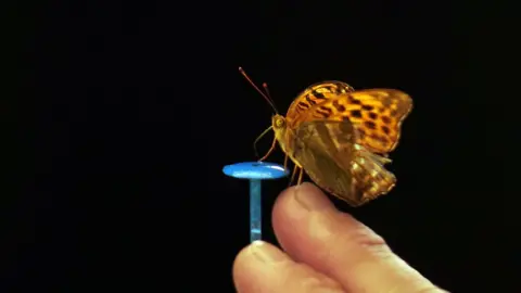 Natural wonder: Wing 'clap' solves mystery of butterfly flight