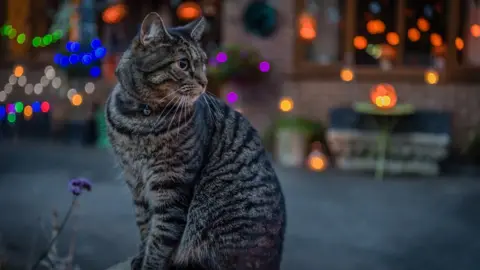 Anthony Morris This cat is ready for Halloween at Farmoor