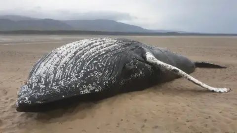 Stefanie Roth-Geldard/@highland_croft Dead humpback whale on the beach