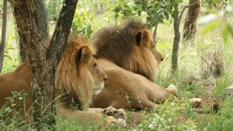 animal DEFENDER INTERNATIONAL José and Liso at the Emoya Santuary in Limpopo, South Africa