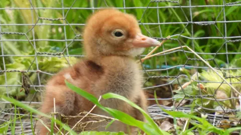 Common crane chick