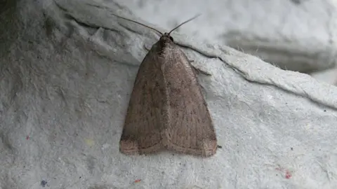Iain Outlaw the other moth found on the Isle of Wight