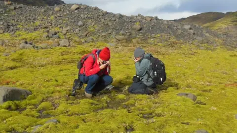 Paul Kenrick Early plants would have looked much like this lava field in Iceland