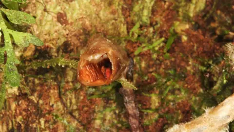 Rick Burian Gastrodia agnicellus