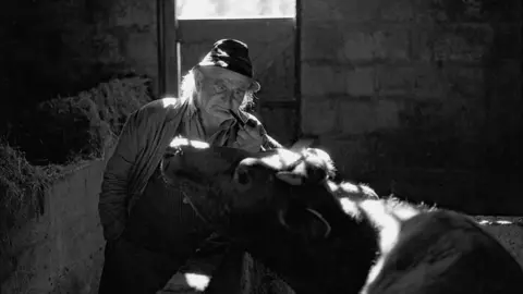 Digital scan, Beaford Arts Archie Parkhouse and his cow, Millhams, Dolton, 1980