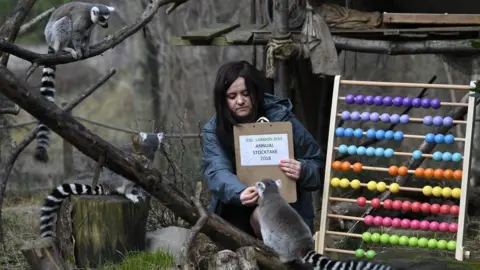 NEIL HALL Lemurs are posed with an abacus during a photo call for the annual stocktake at London Zoo in London