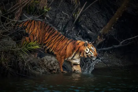 Soham Bhattacharyya A tiger steps into water from the edge of a mangrove forest