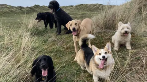 Sandra Pierce Dogs in Braunton