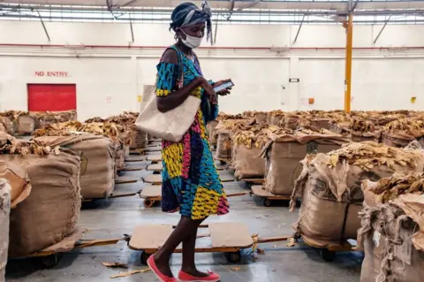 AFP A woman inspects a bale of tobacco.