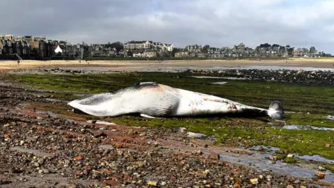 Peter Allison whale in North Berwick