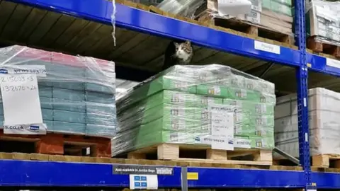 Steve the Cat Steve the cat