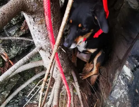 Devon Cave Rescue Organisation Freya on cliff face