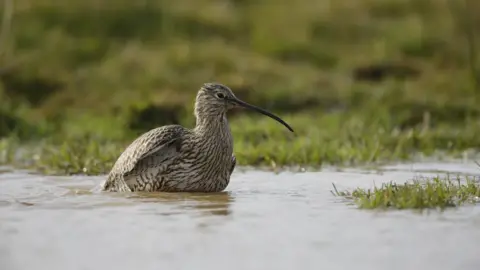 Andy Hay Curlew