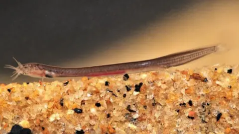 Rajeev Raghavan via Twitter Pathala Eel Loach